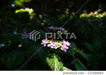Hydrangea blooming in the sunlight filtering through the leaves Hydrangea blooming in the sunlight filtering through the leaves 115366063