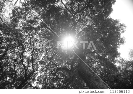 透過樹木窺視的陽光 115366113