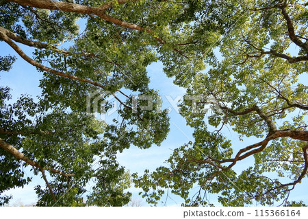 Refreshing evergreen tall tree, camphor tree 115366164