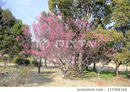 春天般可愛的粉紅梅花 115366168