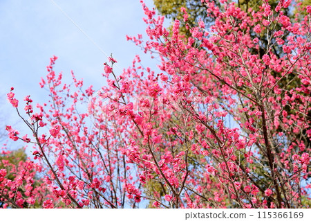 梅花盛開,生氣勃勃 梅花盛開,生氣勃勃 115366169