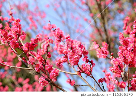 Vivid plum blossoms in full bloom Vivid plum blossoms in full bloom 115366170