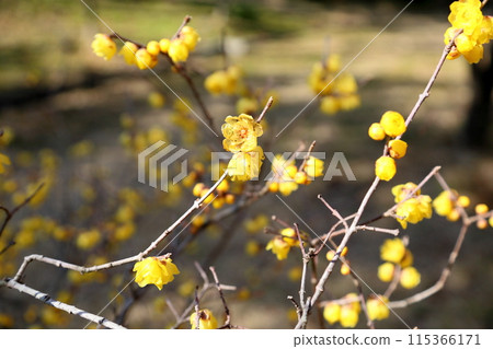 柔白花盛開 115366171
