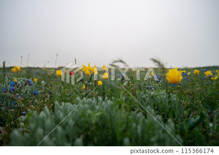 A field of yellow flowers with some blue flowers in the background. The sky is cloudy and the sun is not visible. 115366174