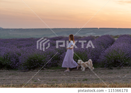 A woman and her dog walk through a field of lavender A woman and her dog walk through a field of lavender 115366178