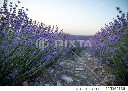 Blooming lavender field. Beautiful purple flowers. Regional organic cultivation. 115366186