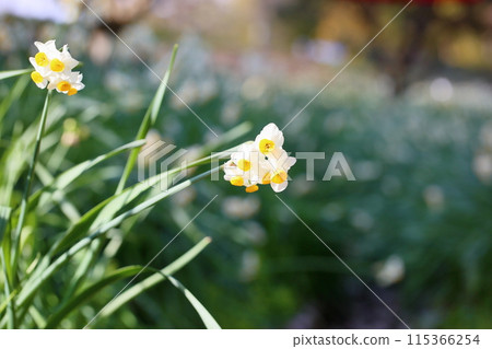 盛開的水仙花 盛開的水仙花 115366254