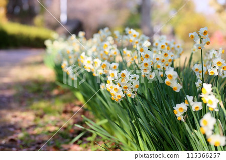 盛開的水仙花 115366257