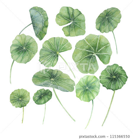 Centella asiatica, gotu cola leaves set. Hand drawn Asiatic pennywort watercolor botanical illustration, isolated elements bundle for cosmetics, packaging, beauty, labels, herbal dietary supplements 115366550