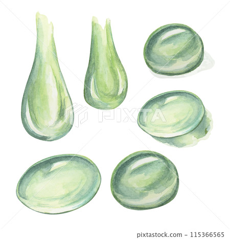 Green drops, serum, gel, juice extract or poison illustration. Hand drawn watercolor clipart of shiny liquid droplets for cosmetics, gifts, alchemy, beauty, food, science, biotech, chemistry and Green drops, serum, gel, juice extract or poison illustration. Hand drawn watercolor clipart of shiny liquid droplets for cosmetics, gifts, alchemy, beauty, food, science, biotech, chemistry and 115366565