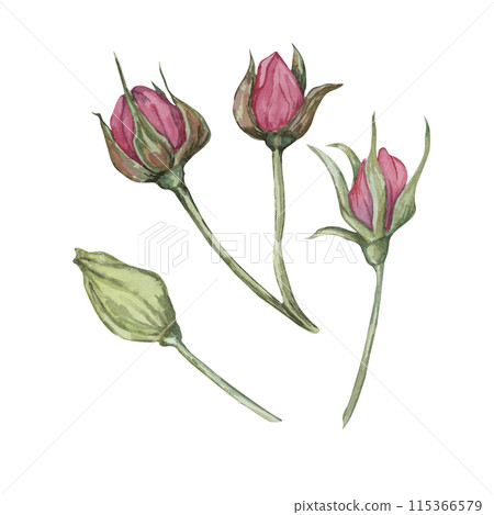 Dog rose, rosa canina watercolor floral clipart. Pink buds of wild rose. Botanical hand drawn briar illustration for design, printing, beauty, cosmetics, perfume, labels, stickers, invitations Dog rose, rosa canina watercolor floral clipart. Pink buds of wild rose. Botanical hand drawn briar illustration for design, printing, beauty, cosmetics, perfume, labels, stickers, invitations 115366579
