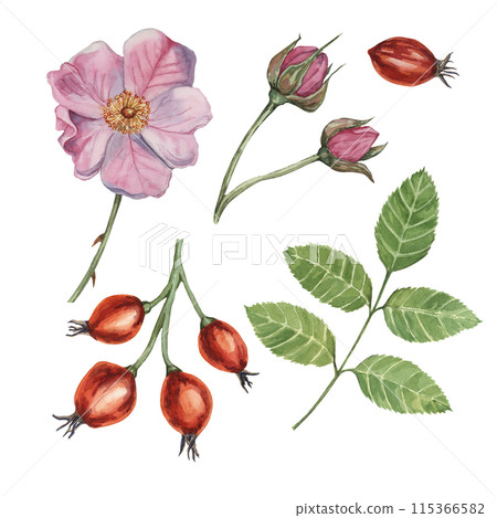 Dogrose, briar watercolor floral clipart. Pink flower, rose hips, buds and leaves of wild rose. Botanical rosa canina illustration for design, printing, cosmetics, perfume, labels, food, wedding card 115366582