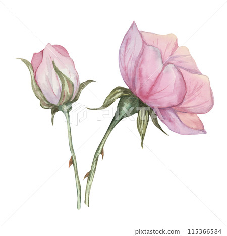 Dog rose, rosa canina watercolor floral clipart. Pink flower of wild rose. Botanical hand drawn briar illustration for design, printing, beauty, cosmetics, perfume, labels, stickers, invitations Dog rose, rosa canina watercolor floral clipart. Pink flower of wild rose. Botanical hand drawn briar illustration for design, printing, beauty, cosmetics, perfume, labels, stickers, invitations 115366584