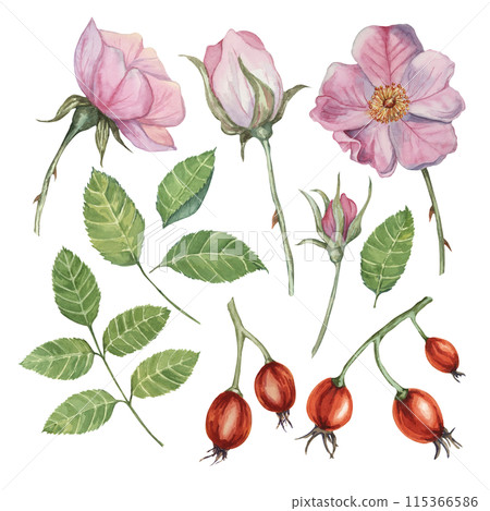 Pink flower, rose hips, buds and leaves of wild rose. Dog rose, rosa canina watercolor floral clipart. Botanical briar illustration for design, printing, beauty, cosmetics, perfume, label, invitations Pink flower, rose hips, buds and leaves of wild rose. Dog rose, rosa canina watercolor floral clipart. Botanical briar illustration for design, printing, beauty, cosmetics, perfume, label, invitations 115366586