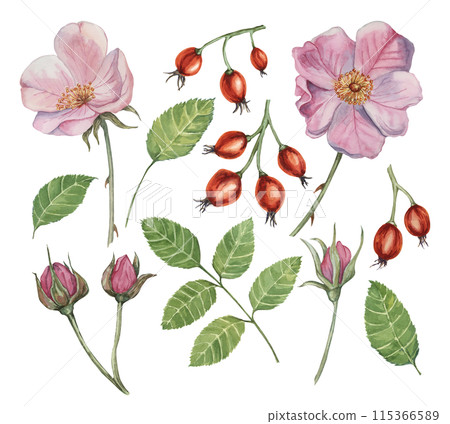 Dog rose, rosa canina watercolor floral clipart. Pink flower, rose hips, buds and leaves of wild rose. Botanical briar illustration for design, printing, beauty, cosmetics, perfume, labels, food 115366589