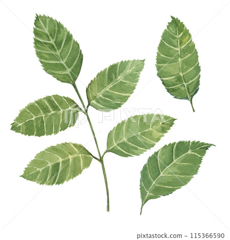 Dog rose, rosa canina leaves watercolor clipart. Green leaves set for wild rose. Botanical hand drawn briar illustration for design, printing, beauty, cosmetics, perfume, labels, stickers, invitations Dog rose, rosa canina leaves watercolor clipart. Green leaves set for wild rose. Botanical hand drawn briar illustration for design, printing, beauty, cosmetics, perfume, labels, stickers, invitations 115366590