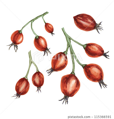 Rose hips, fruit of dog rose, rosa canina watercolor clipart. Red berry of wild rose. Botanical hand drawn briar illustration for printing, beauty, food, jam labels, stickers, invitations, cosmetics 115366591