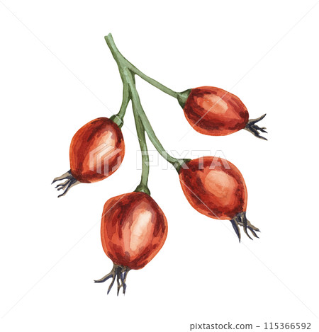 Rose hips, fruit of dog rose, rosa canina watercolor clipart. Red berry of wild rose. Botanical hand drawn briar illustration for design, printing, beauty, food, jam labels, stickers, invitations Rose hips, fruit of dog rose, rosa canina watercolor clipart. Red berry of wild rose. Botanical hand drawn briar illustration for design, printing, beauty, food, jam labels, stickers, invitations 115366592