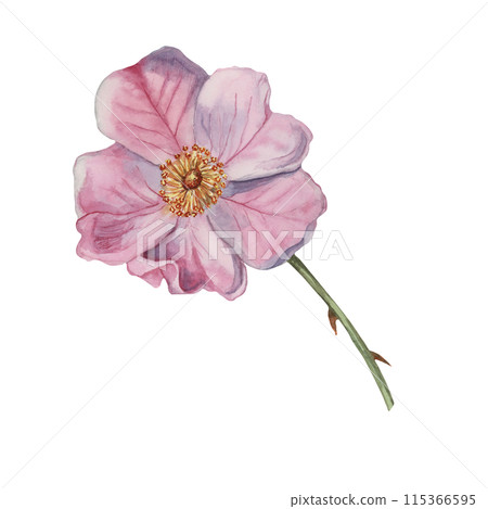 Dog rose, rosa canina watercolor floral clipart. Pink flower of wild rose. Botanical hand drawn briar illustration for design, printing, beauty, cosmetics, perfume, labels, stickers, invitations Dog rose, rosa canina watercolor floral clipart. Pink flower of wild rose. Botanical hand drawn briar illustration for design, printing, beauty, cosmetics, perfume, labels, stickers, invitations 115366595