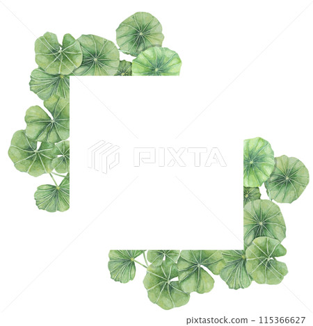 Centella asiatica square frame clipart. Watercolor gotu cola card template with space for text. Botanical greenery wedding and spring design. Layout for cosmetics, beauty label and packaging. Centella asiatica square frame clipart. Watercolor gotu cola card template with space for text. Botanical greenery wedding and spring design. Layout for cosmetics, beauty label and packaging. 115366627
