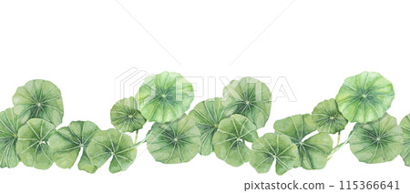 Green centella asiatica seamless border, vibrant foliage ribbon clipart. Watercolor gotu kola banner botanical design for beauty products, cosmetics, herbal medicine, ayurvedic food supplements Green centella asiatica seamless border, vibrant foliage ribbon clipart. Watercolor gotu kola banner botanical design for beauty products, cosmetics, herbal medicine, ayurvedic food supplements 115366641