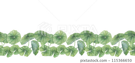 Green centella asiatica seamless border, vibrant foliage ribbon clipart. Watercolor gotu kola banner botanical design for beauty products, cosmetics, herbal medicine, ayurvedic food supplements 115366650