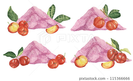 Acerola cherry pink powder set, red Barbados cherry fruits clipart with leaves and flowers. Malpighia watercolor illustration. Superfood vitamin C source for print, packaging, labels, food supplements 115366666