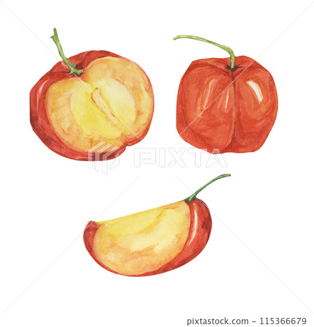 Acerola berry cut in half and slice, red Barbados cherry tropical fruit clipart. Malpighia emarginata glabra watercolor illustration. Superfood vitamin C for print, packaging, labels, food supplements 115366679