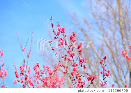 梅花盛開，生氣勃勃 115366706