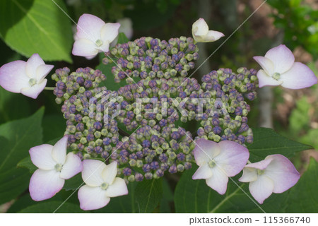 Hydrangea flowers blooming in the garden before the rainy season 115366740