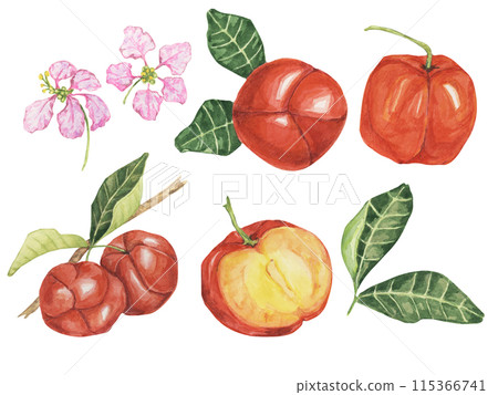 Acerola set, red Barbados cherry fruits cliparts with leaves and flowers. Malpighia emarginata glabra watercolor illustration. Superfood vitamin C source for print, packaging, labels, food supplements Acerola set, red Barbados cherry fruits cliparts with leaves and flowers. Malpighia emarginata glabra watercolor illustration. Superfood vitamin C source for print, packaging, labels, food supplements 115366741