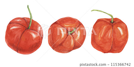 Acerola berries, red Barbados cherry tropical fruits clipart. Malpighia emarginata glabra watercolor illustration. Brazilian Superfood vitamin C source for print, packaging, labels, food supplements 115366742