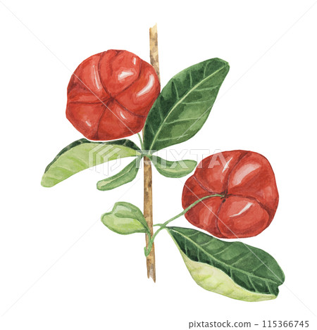 Acerola berries on the tree branch, red Barbados cherry fruits clipart Malpighia emarginata glabra watercolor illustration. Superfood vitamin C source for print, packaging, labels, food supplements Acerola berries on the tree branch, red Barbados cherry fruits clipart Malpighia emarginata glabra watercolor illustration. Superfood vitamin C source for print, packaging, labels, food supplements 115366745