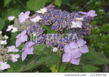 Hydrangea flowers blooming in the garden before the rainy season 115366746