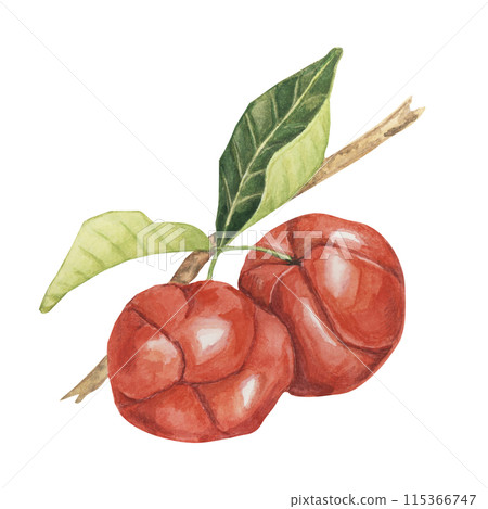 Acerola berries on the tree branch, red Barbados cherry fruits clipart Malpighia emarginata glabra watercolor illustration. Superfood vitamin C source for print, packaging, labels, food supplements Acerola berries on the tree branch, red Barbados cherry fruits clipart Malpighia emarginata glabra watercolor illustration. Superfood vitamin C source for print, packaging, labels, food supplements 115366747