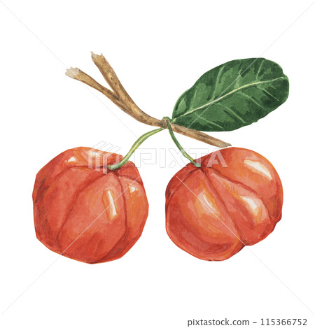 Acerola berries on the tree branch, red Barbados cherry fruits clipart Malpighia emarginata glabra watercolor illustration. Superfood vitamin C source for print, packaging, labels, food supplements Acerola berries on the tree branch, red Barbados cherry fruits clipart Malpighia emarginata glabra watercolor illustration. Superfood vitamin C source for print, packaging, labels, food supplements 115366752