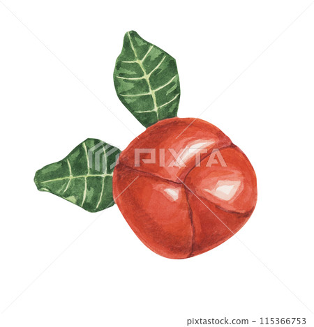 Acerola berries, red Barbados cherry tropical fruits clipart. Malpighia emarginata glabra watercolor illustration. Brazilian Superfood vitamin C source for print, packaging, labels, food supplements 115366753