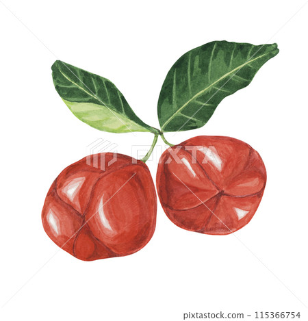 Acerola berries, red Barbados cherry tropical fruits clipart. Malpighia emarginata glabra watercolor illustration. Brazilian Superfood vitamin C source for print, packaging, labels, food supplements Acerola berries, red Barbados cherry tropical fruits clipart. Malpighia emarginata glabra watercolor illustration. Brazilian Superfood vitamin C source for print, packaging, labels, food supplements 115366754