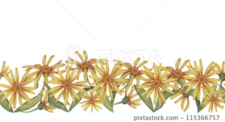 Arnica montana seamless border, ribbon clipart. Watercolor, hand drawn wolfsbane yellow flowers. Floral illustration for packaging, washi tape, labels, gift, beauty, banner, cosmetics, herbal medicine 115366757