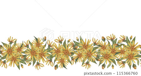 Yellow Arnica montana seamless border, blooming ribbon clipart. Watercolor wolfsbane flowers banner. Floral illustration for packaging, washi tape, labels, beauty, banner, cosmetics, herbal medicine 115366760