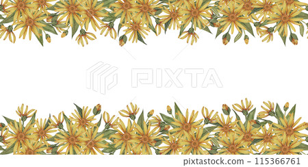 Yellow Arnica montana seamless border, blooming ribbon clipart. Watercolor wolfsbane flowers banner. Floral illustration for packaging, washi tape, labels, beauty, banner, cosmetics, herbal medicine 115366761