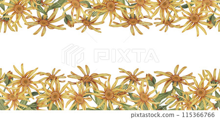 Yellow Arnica montana seamless border, blooming ribbon clipart. Watercolor wolfsbane flowers banner. Floral illustration for packaging, washi tape, labels, beauty, banner, cosmetics, herbal medicine Yellow Arnica montana seamless border, blooming ribbon clipart. Watercolor wolfsbane flowers banner. Floral illustration for packaging, washi tape, labels, beauty, banner, cosmetics, herbal medicine 115366766