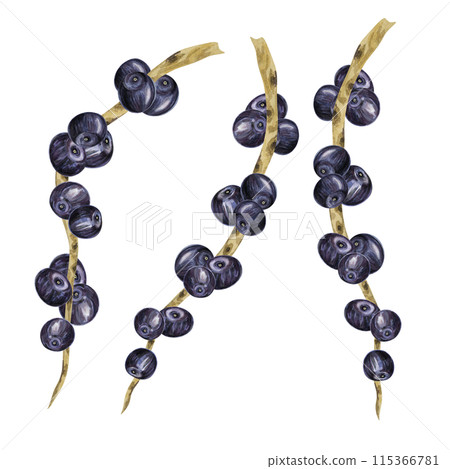 Acai berries superfood, ripe fresh on the palm branch. Exotic purple tropical berries on palm twigs. Watercolor illustration for printing, packaging, cosmetics, granola, smoothie, supplements, labels 115366781