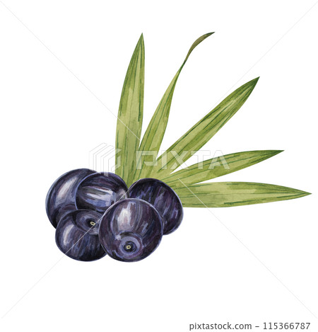 Acai berry superfood on palm branches with leaves. Exotic purple tropical berries Brazilian tree. Watercolor illustration for printing, granola, smoothie, food packaging, supplements, label, cosmetics 115366787
