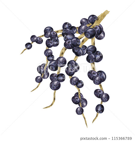 Acai berries superfood, ripe fresh on the palm branch. Exotic purple tropical berries on palm twigs. Watercolor illustration for printing, packaging, cosmetics, granola, smoothie, supplements, labels 115366789