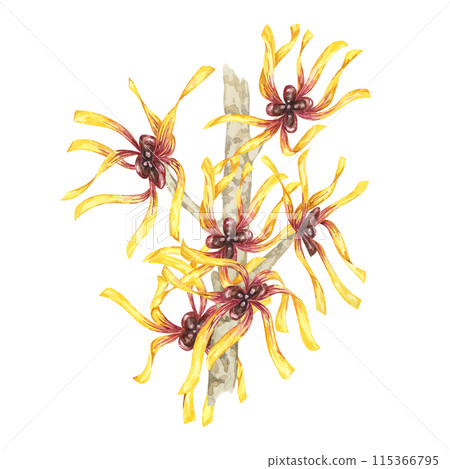 Witch hazel yellow medicinal plant flowers clipart. Hamamelis virginiana branches illustration. Watercolor twig for cosmetics, water, herbal medicine, beauty, cream packaging, national day flyer, logo 115366795