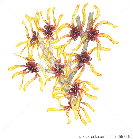 Witch hazel yellow medicinal plant flowers clipart. Hamamelis virginiana branches illustration. Watercolor twig for cosmetics, water, herbal medicine, beauty, cream packaging, national day flyer, logo 115366796