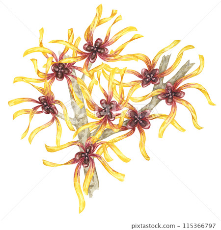 Witch hazel flowers on tree branch clipart. Hamamelis virginiana japonica twig. Watercolor illustration for cosmetics, water, herbal medicine cream packaging, gel, ointment, national day flyer, logo Witch hazel flowers on tree branch clipart. Hamamelis virginiana japonica twig. Watercolor illustration for cosmetics, water, herbal medicine cream packaging, gel, ointment, national day flyer, logo 115366797