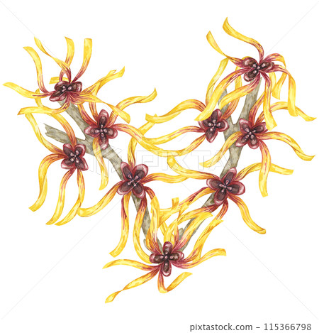 Witch hazel flowers on tree branch clipart. Hamamelis virginiana japonica twig. Watercolor illustration for cosmetics, water, herbal medicine cream packaging, gel, ointment, national day flyer, logo 115366798