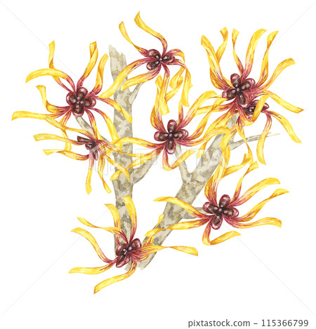 Witch hazel flowers on tree branch clipart. Hamamelis virginiana japonica twig. Watercolor illustration for cosmetics, water, herbal medicine cream packaging, gel, ointment, national day flyer, logo Witch hazel flowers on tree branch clipart. Hamamelis virginiana japonica twig. Watercolor illustration for cosmetics, water, herbal medicine cream packaging, gel, ointment, national day flyer, logo 115366799